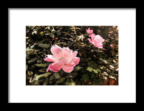 A Wild Rose Framed Print featuring the photograph A Wild Rose by William Fields