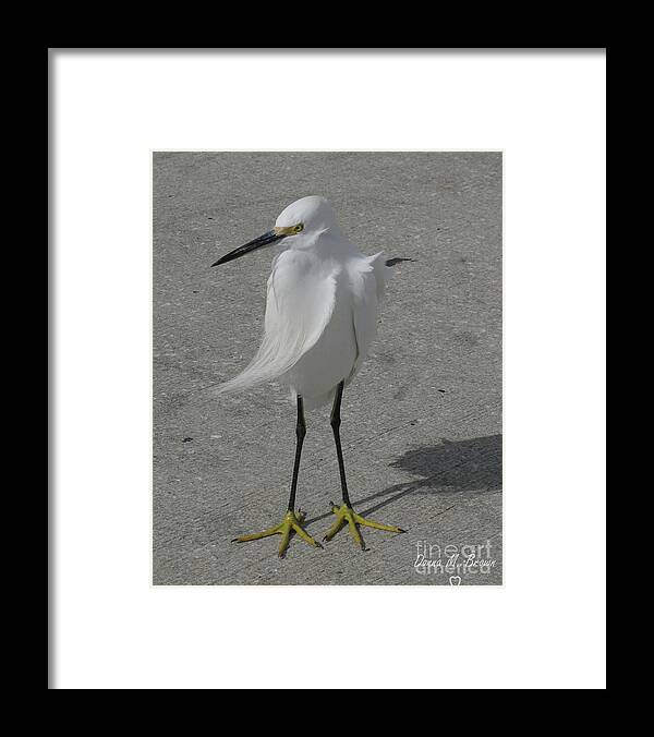 Bird Framed Print featuring the photograph A Windy Day by Donna Brown
