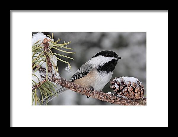 Chickadee Framed Print featuring the photograph A Winter Perch by Theo