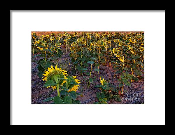 Flowers Framed Print featuring the photograph About Face by Jim Garrison