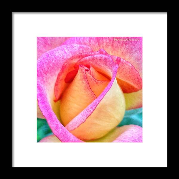 Flowers Framed Print featuring the photograph About to Unfold by Anna Porter