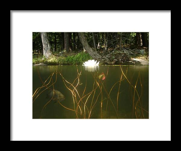 Lily Pad Framed Print featuring the photograph Above and Below by Mark Janeck