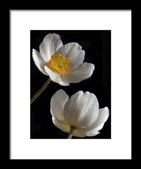 Japanese Anemone Framed Print featuring the photograph Above And Below. by Terence Davis