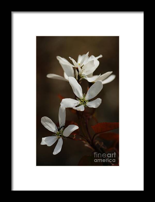 Ant Framed Print featuring the photograph Above The Coppery-Red by Linda Shafer