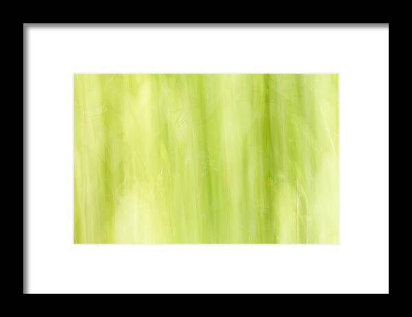 Flowers Framed Print featuring the photograph Abstract 12 by Steve DaPonte