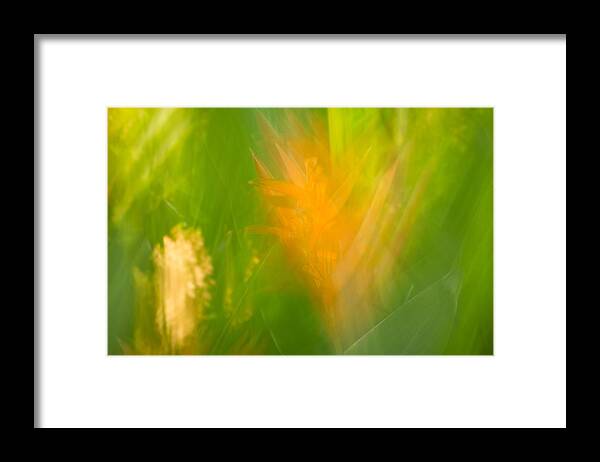 Flowers Framed Print featuring the photograph Abstract 9 by Steve DaPonte