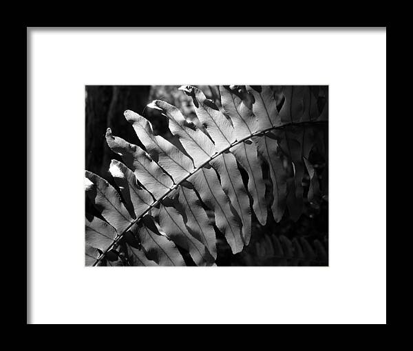 Fern Framed Print featuring the photograph Abstract - Botanical Light Play by Richard Reeve