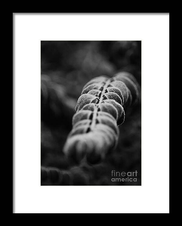 Abstract Dark Frost Framed Print featuring the photograph Abstract Dark Frost by Maria Urso