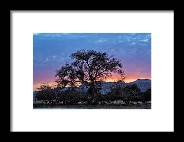 Israel Framed Print featuring the photograph Acacia At Sunset by Photostock-israel