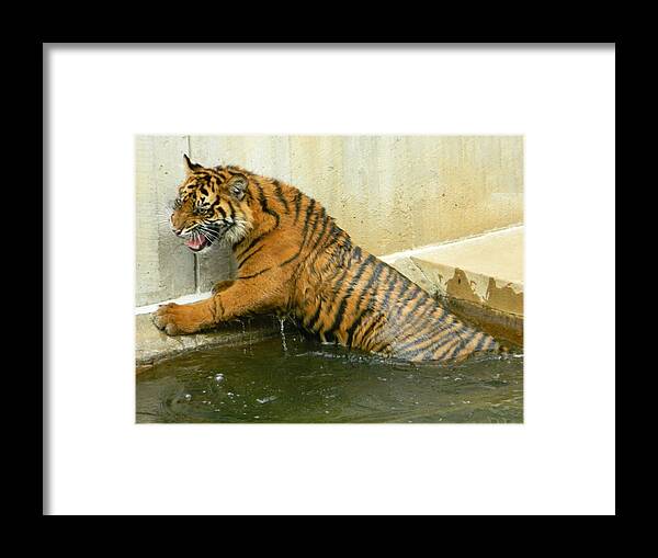 Tigers Photographs Framed Print featuring the photograph Accidental Dip by Emmy Vickers
