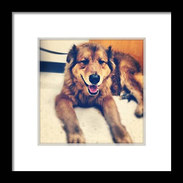  Framed Print featuring the photograph Ace Is At The Vet by David Calavitta