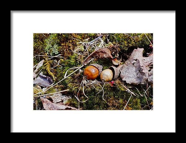 Acorns Framed Print featuring the photograph Two Acorns by Mike Murdock