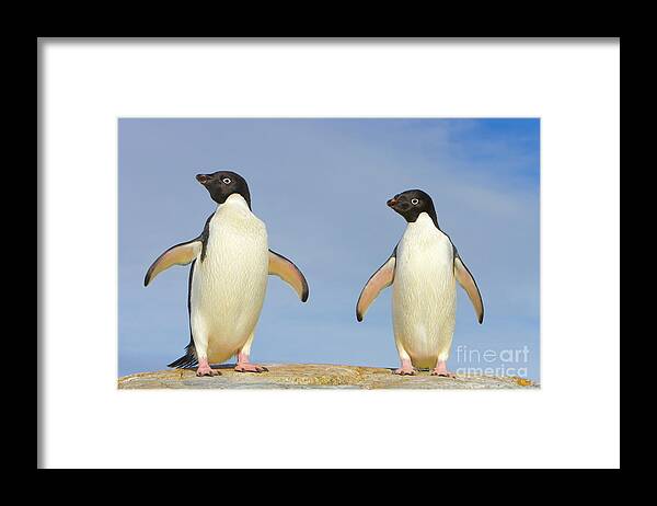 00345619 Framed Print featuring the photograph Adelie Penguin Duo by Yva Momatiuk John Eastcott