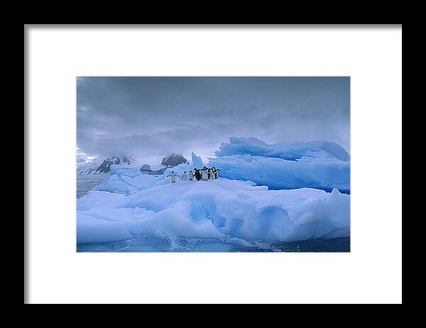 Feb0514 Framed Print featuring the photograph Adelie Penguin Group On Iceberg by Gerry Ellis