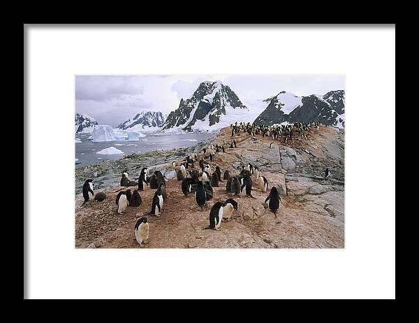 Feb0514 Framed Print featuring the photograph Adelie Penguin Rookery Petermann Island by Tui De Roy