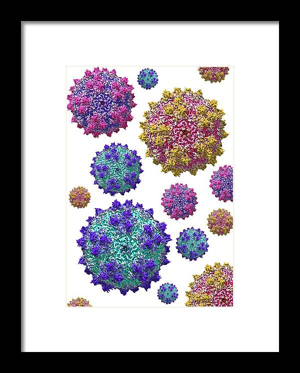 Aav Framed Print featuring the photograph Adeno-associated Viruses by Louise Hughes