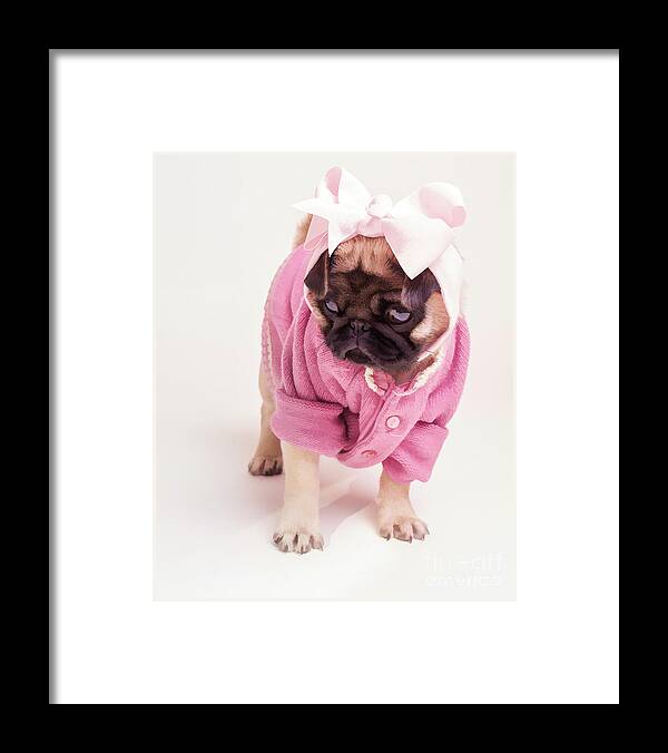 Pug Puppy Pink Bow Sweater Dog Doggie Puppies Dogs Framed Print featuring the photograph Adorable Pug Puppy in Pink Bow and Sweater by Edward Fielding