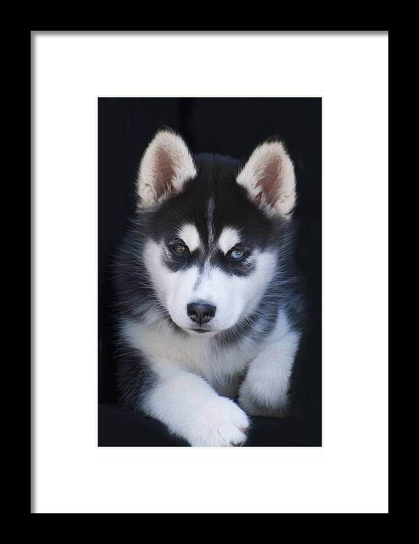 Siberian Framed Print featuring the photograph Adorable Siberian Husky Sled Dog Puppy by Kathy Clark