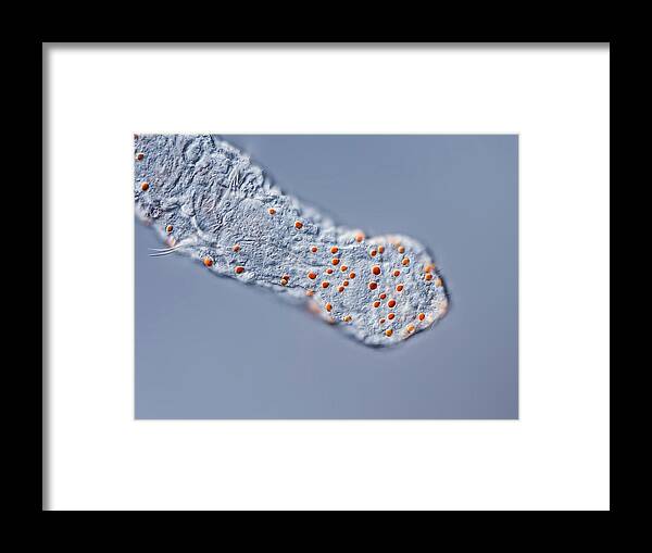 Aeolosoma Framed Print featuring the photograph Aeolosoma Oildrop Worm by Gerd Guenther