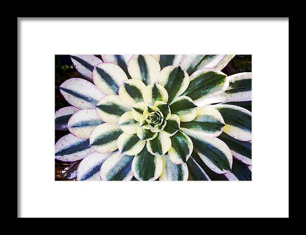 Aeonium Framed Print featuring the digital art Aeonium Symmetry by Photographic Art by Russel Ray Photos