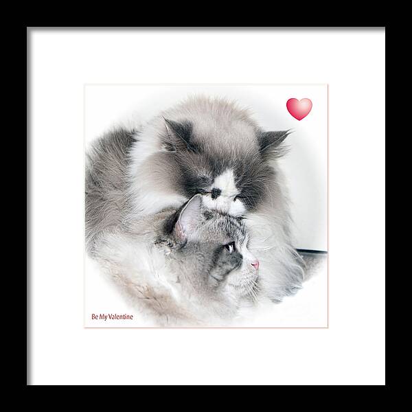 Cats Framed Print featuring the photograph Affectionate Felines by Geoff Crego