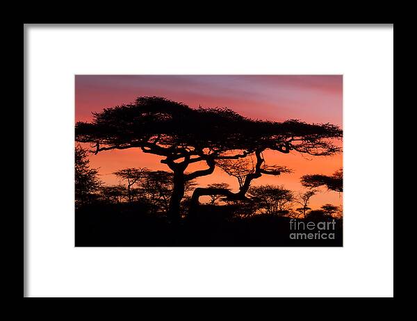 Tree Framed Print featuring the photograph Classic Africa Sunrise by Chris Scroggins