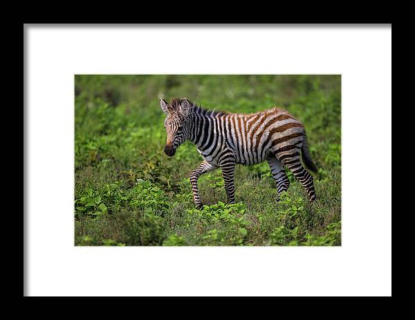 Africa Framed Print featuring the photograph Africa Tanzania Zebra (equus Quagga by Ralph H. Bendjebar