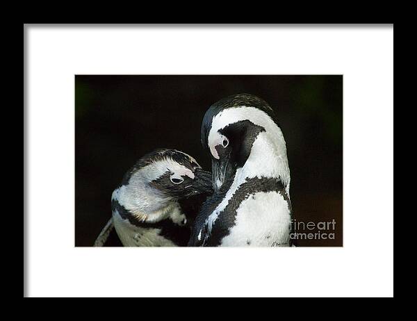 Penquin Framed Print featuring the photograph African Black-footed Penquin-Signed-#8081 by J L Woody Wooden