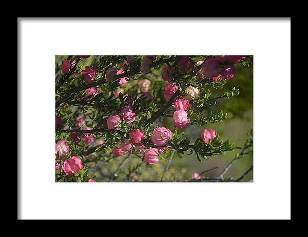 Nature Framed Print featuring the photograph African Blossom by Dorota Nowak