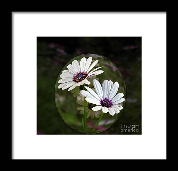 Flowers Framed Print featuring the photograph African Blue Eye by Shirley Mangini