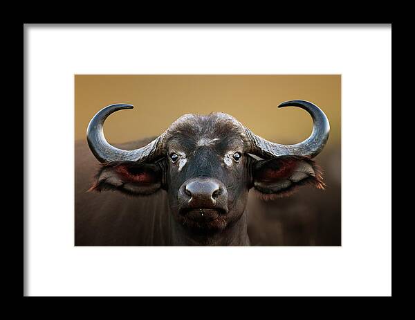 Buffalo Framed Print featuring the photograph African buffalo Cow Portrait by Johan Swanepoel