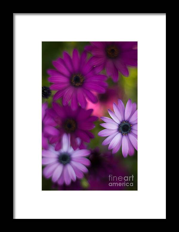 Flower Framed Print featuring the photograph African Daisy Collage by Mike Reid