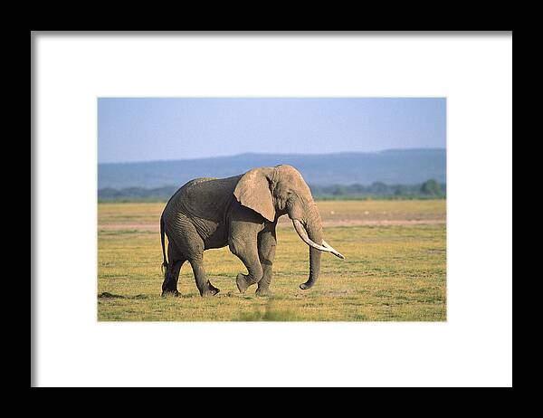 Feb0514 Framed Print featuring the photograph African Elephant Bull On Grassland by Gerry Ellis