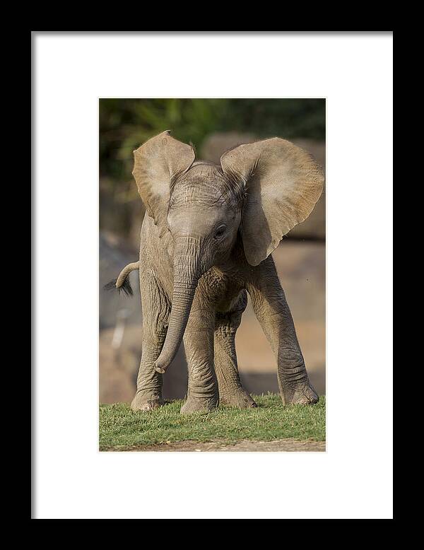 Feb0514 Framed Print featuring the photograph African Elephant Calf Displaying by San Diego Zoo