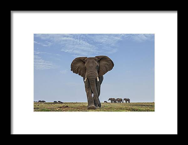 Vincent Grafhorst Framed Print featuring the photograph African Elephant Female On Defensive by Vincent Grafhorst