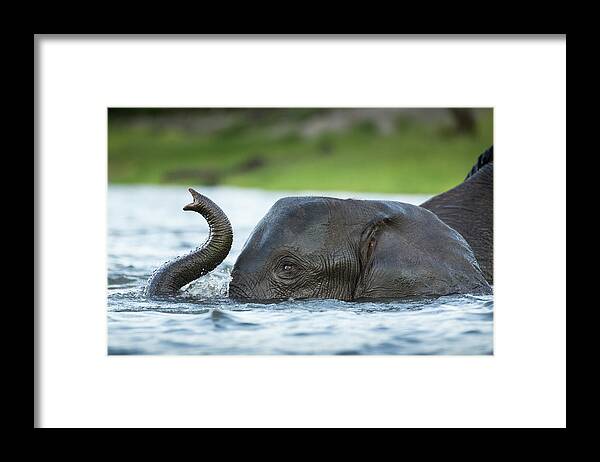 Botswana Framed Print featuring the photograph African Elephant In Chobe River by Paul Souders