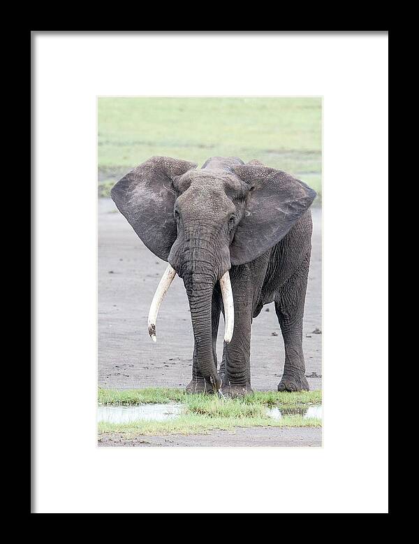 Photography Framed Print featuring the photograph African Elephant Loxodonta Africana by Animal Images