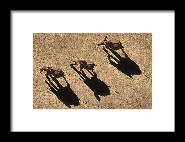 00173360 Framed Print featuring the photograph African Elephant Shadows by Tim Fitzharris