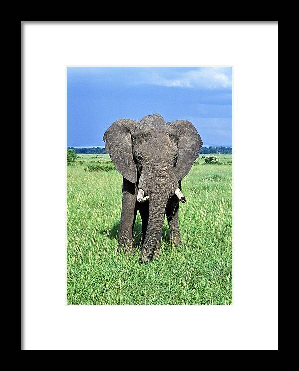 African Framed Print featuring the photograph African Elephant by Tina Manley