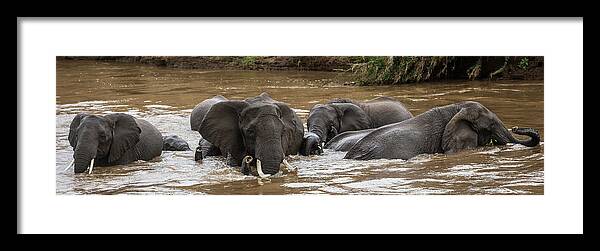 Kenya Framed Print featuring the photograph African Elephants Having A Bath In Mara by Manoj Shah