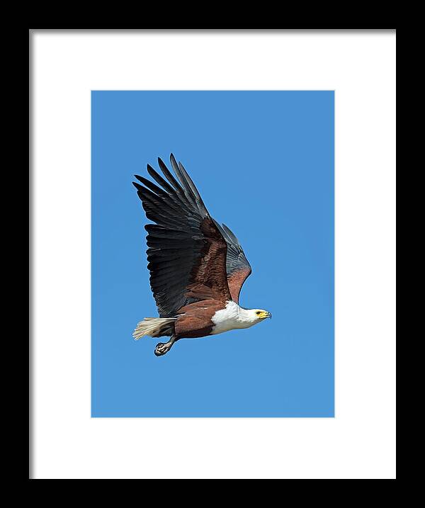 Africa Framed Print featuring the photograph African Fish Eagle In Flight by Tony Camacho