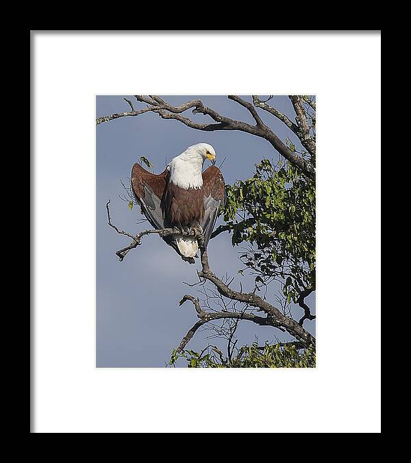 Eagle Framed Print featuring the photograph African Fish Eagle by Wade Aiken