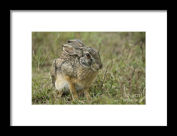 African Fauna Framed Print featuring the photograph African Hare by John Shaw
