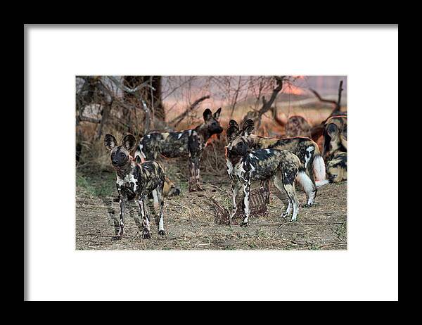 Africa Framed Print featuring the photograph African Hunting Dogs With A Carcas by Tony Camacho
