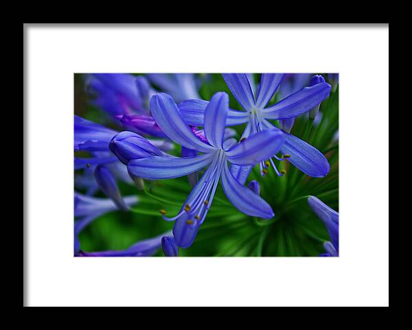 African Lily Framed Print featuring the photograph African Lily by Rich Walter