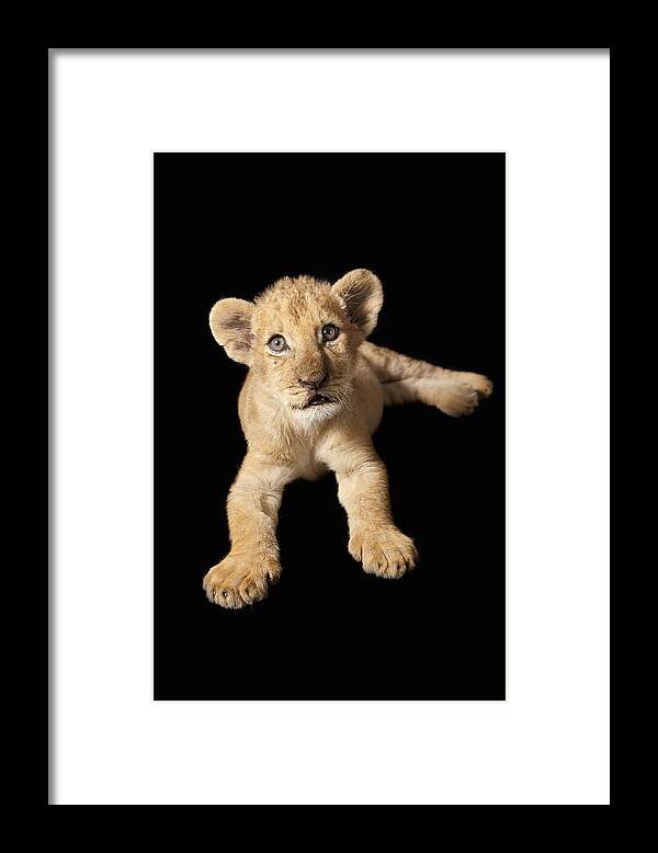 Feb0514 Framed Print featuring the photograph African Lion Cub Zimbabwe by Michael Durham