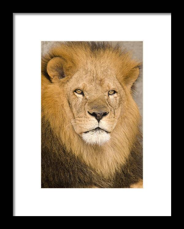 535768 Framed Print featuring the photograph African Lion by Steve Gettle