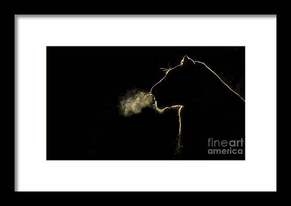 Nis Framed Print featuring the photograph African Lioness Breath Sabi Sands South by Brendon Cremer