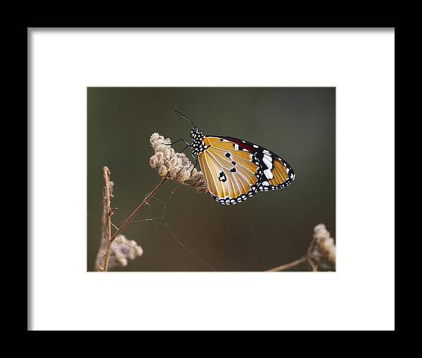 Monarch Framed Print featuring the photograph African Monarch by Meir Ezrachi