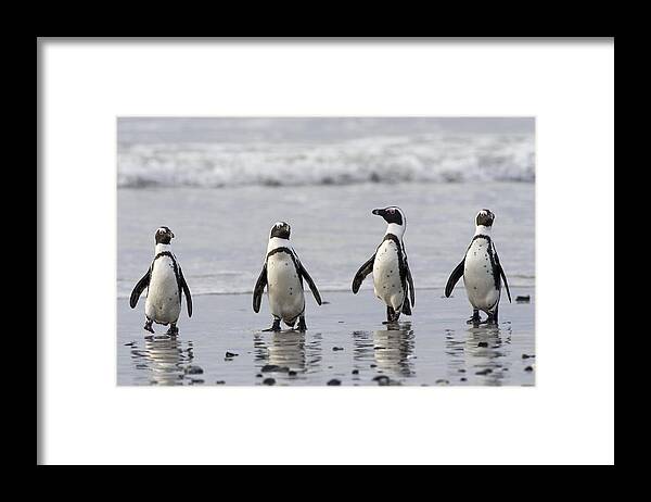 Animal Framed Print featuring the photograph African penguins on a beach by Science Photo Library